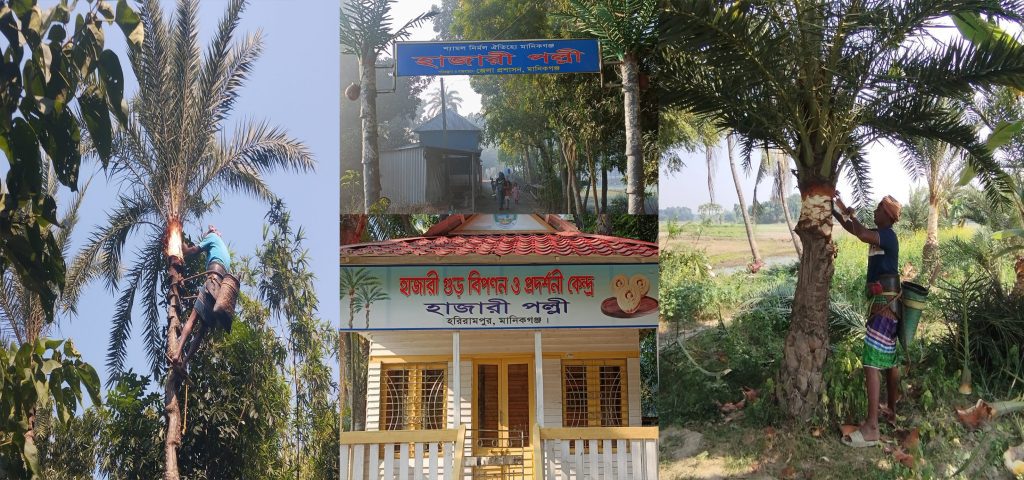 মানিকগঞ্জে ঝিটকার হাজারী গুড় তৈরিতে চলছে খেঁজুরের রস আহরণের প্রস্তুতি