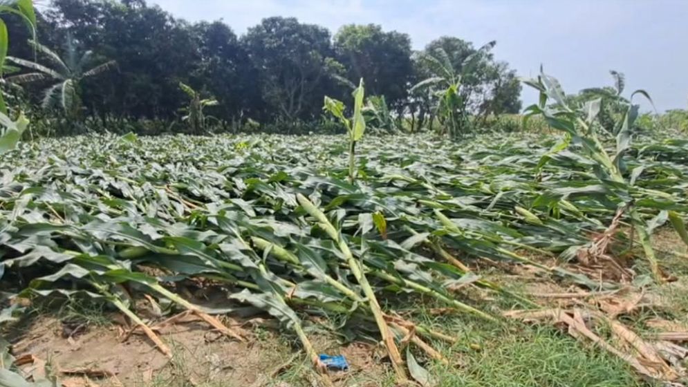 চুয়াডাঙ্গায় ঝড়ে ক্ষতিগ্রস্ত প্রায় ৪০০ হেক্টর ফসলি জমি