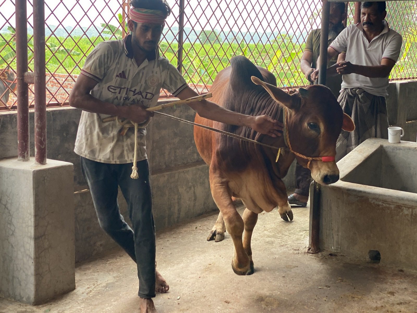 কোরবানির ঈদ ঘিরে ব্যস্ত রাজধানীর খামারগুলো, বাড়ছে দেশি গরুর চাহিদা