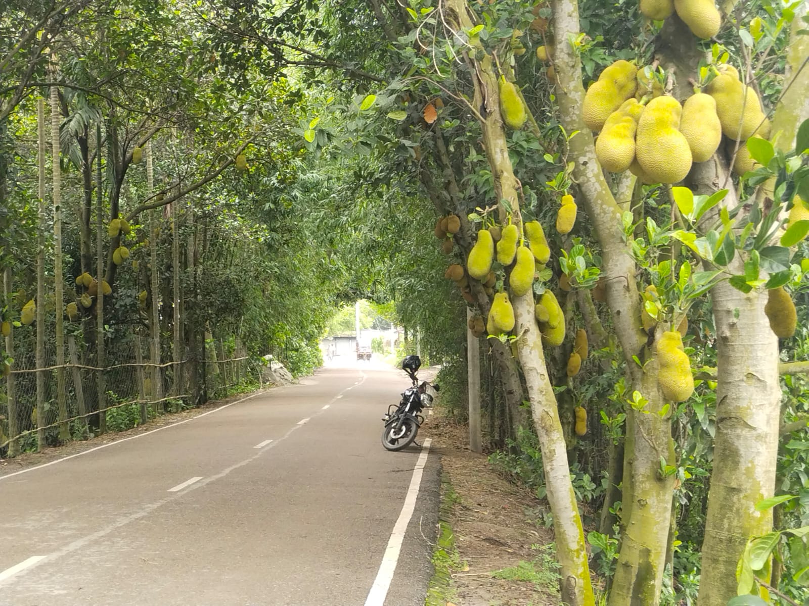 সিংগাইরে সবজির পর কাঁঠালেও সাফল্য, চাহিদা মিটিয়ে যাচ্ছে বিভিন্ন জেলায়