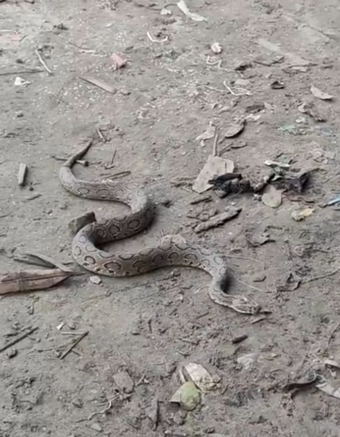 মানিকগঞ্জে পদ্মায় জালে জীবিত রাসেল ভাইপার উদ্ধার