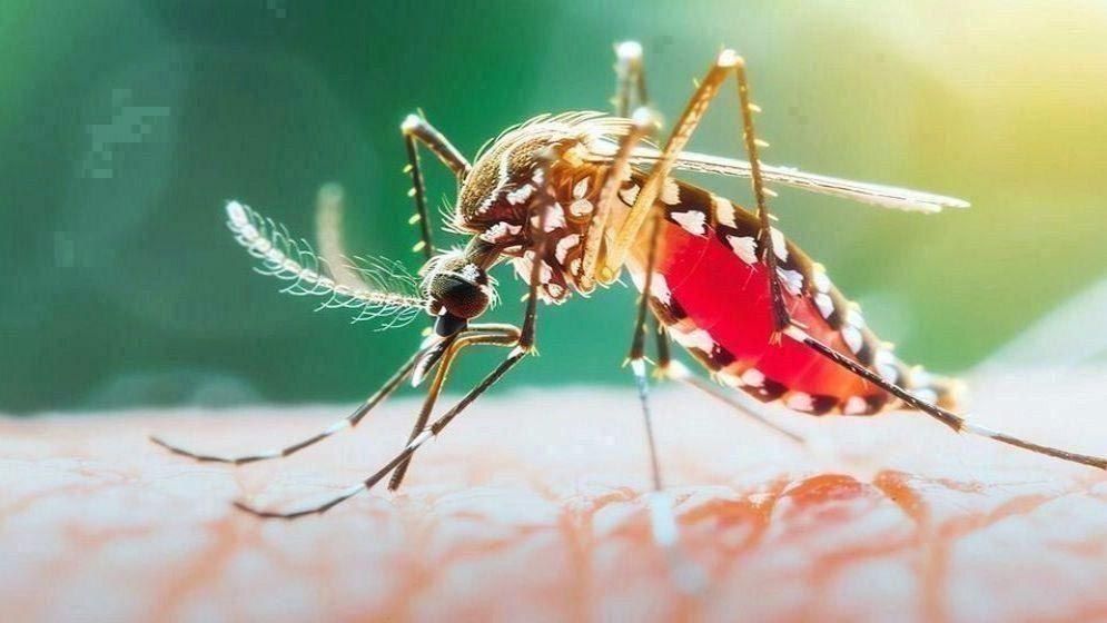 ডেঙ্গুতে ২৪ ঘণ্টায় ৭ জনের মৃত্যু, হাসপাতালে ভর্তি ২ হাজার ২৪৯ জন